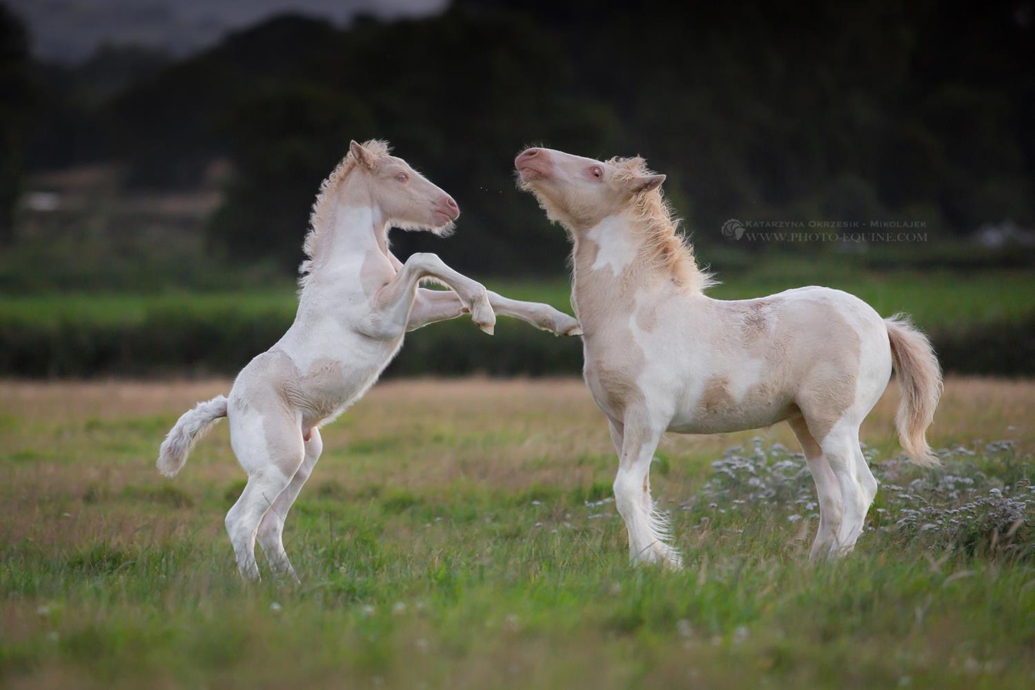 Katarzyna Okrzesik Photography McCartney Stud